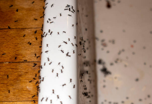 Best Commercial Pest Control Services  in Clewiston, FL