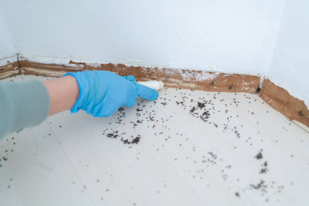 Best Termite Control Services  in Clewiston, FL